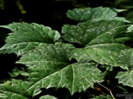 Leafy