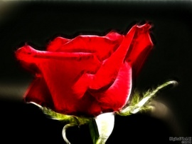 Fervent Rose