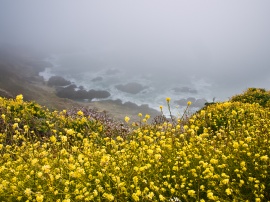 Mustard flowers into the fog