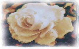 Water colour of White Rose