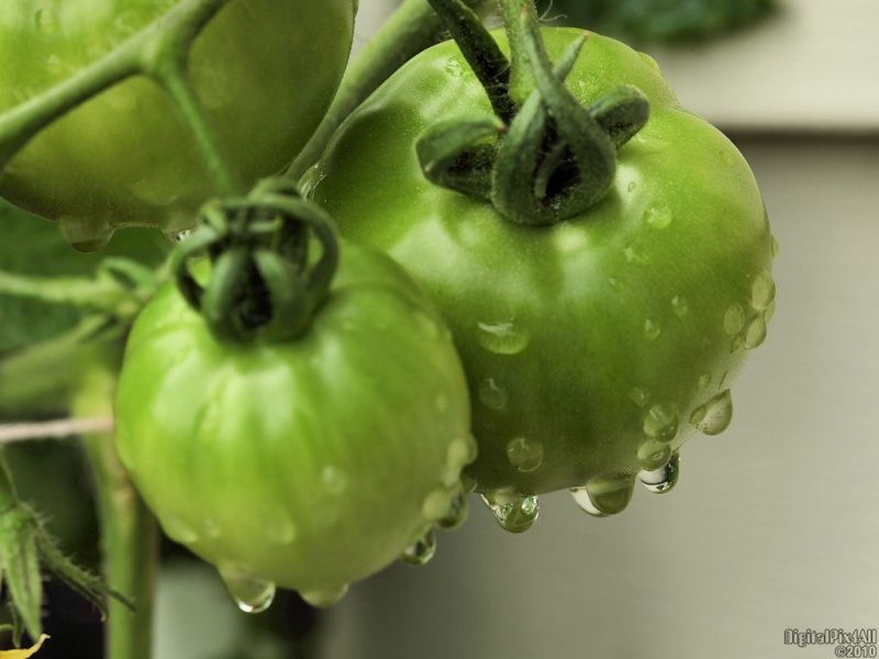 Wet Tomatoes
