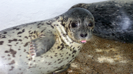 Raspberry Seal