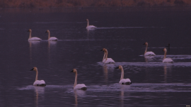 Swans Lake 
