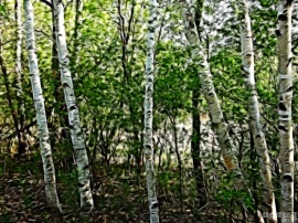 Treery