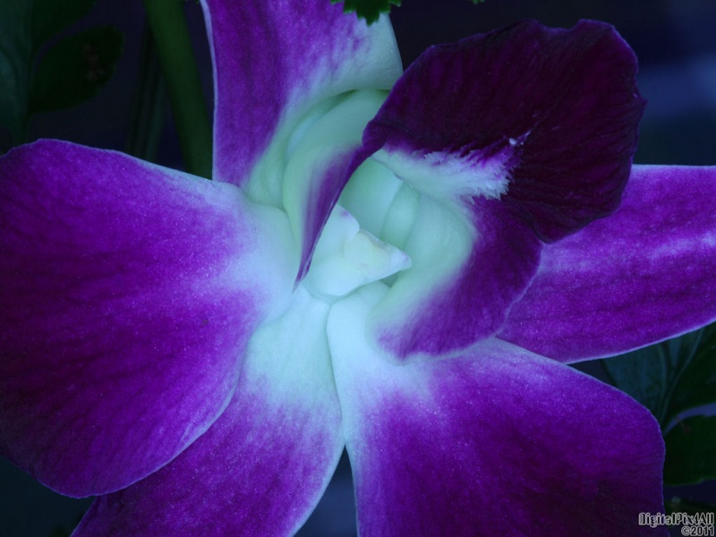 Orchid Inner