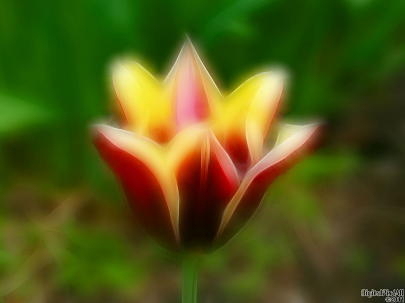 Tulip Soft