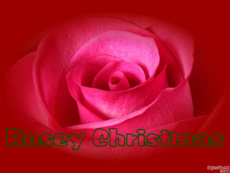 Rosey Christmas