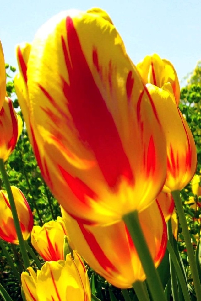 Tulips iPhone