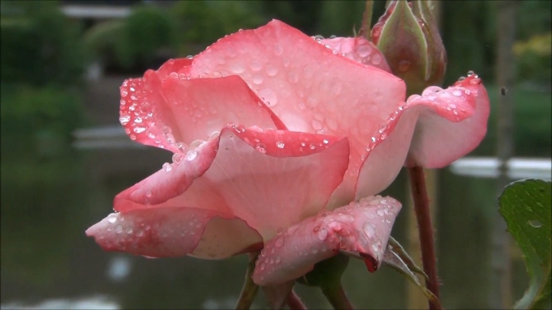 Wet Rose Logon