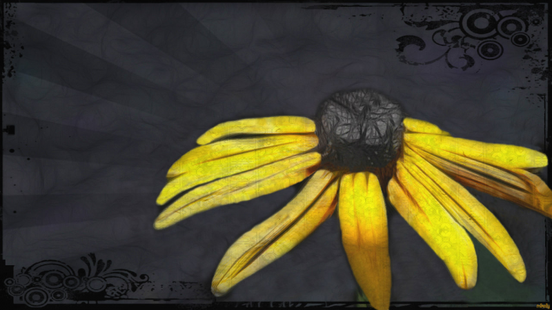 Sunflower Dark