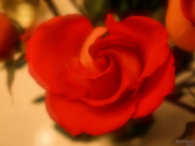 Mellow Rose