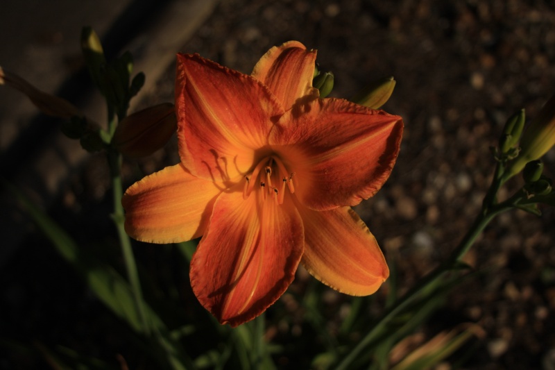 Sunset Lilly