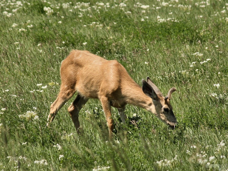 Wyoming Deer
