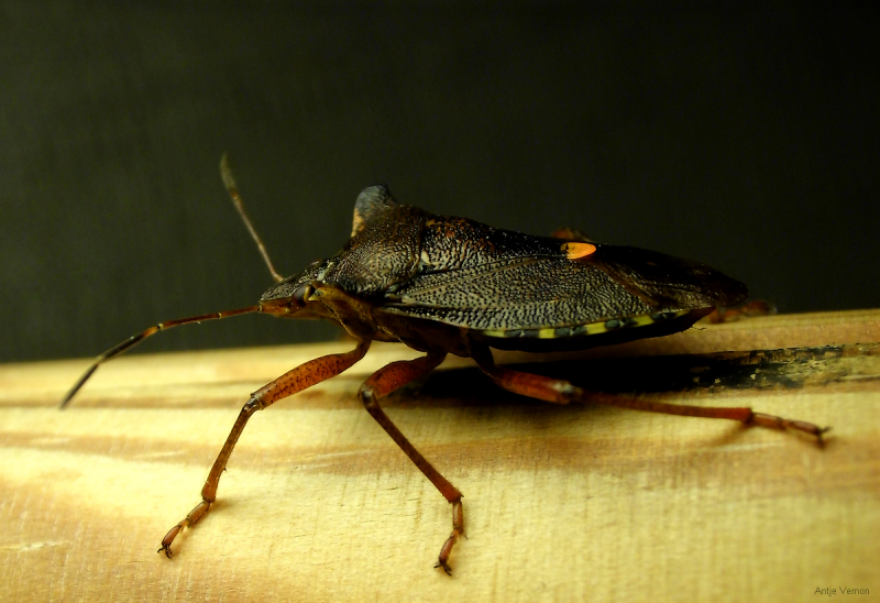 Pentotoma rufipes - Redlegged Shieldbug