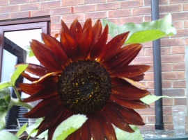 my sunflower 2
