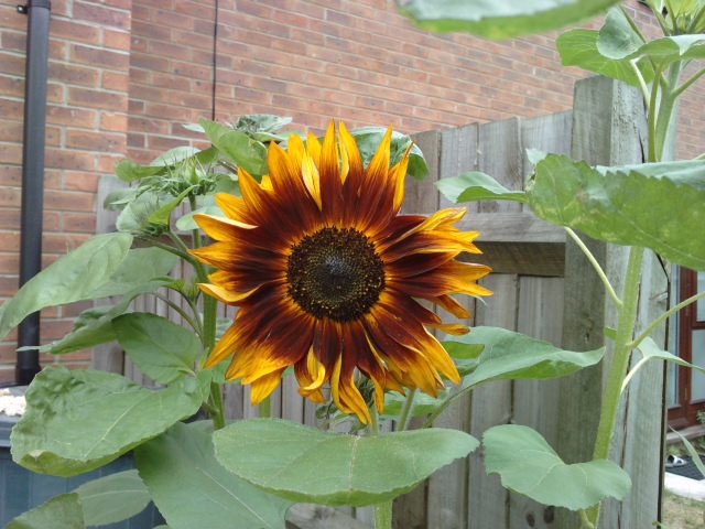 my sunflower 3