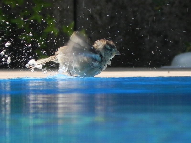 bird by swimmingpool