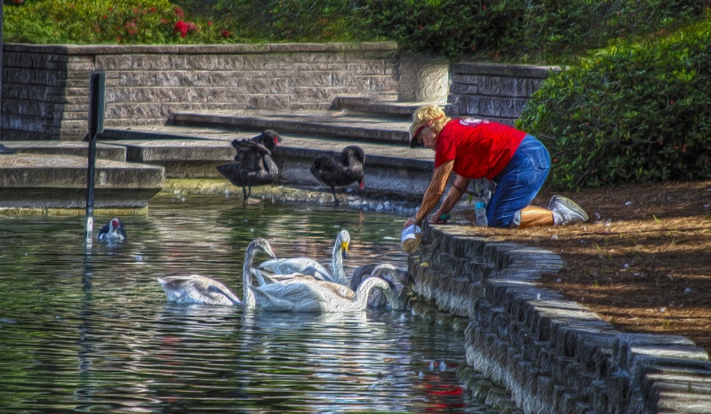 Woman Feeding Swans