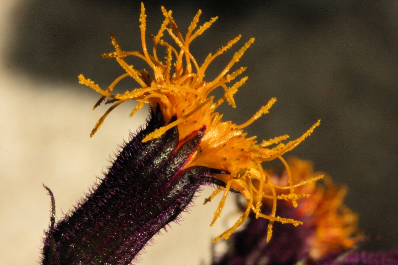Purple Passion Plant Plumage Progress