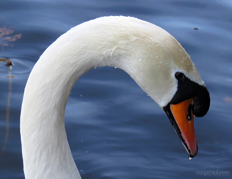 Mute swan close-up