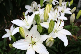 White Lilys 