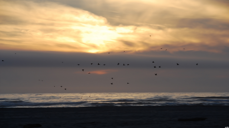 Sunset,Pelicans and Surf