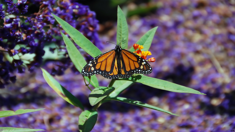 Monarch at rest