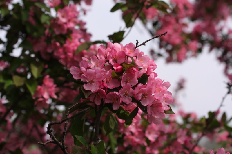 Crabapple in May