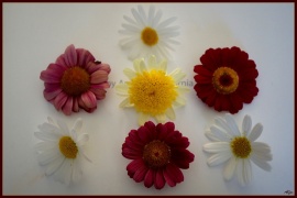 Flowers 05