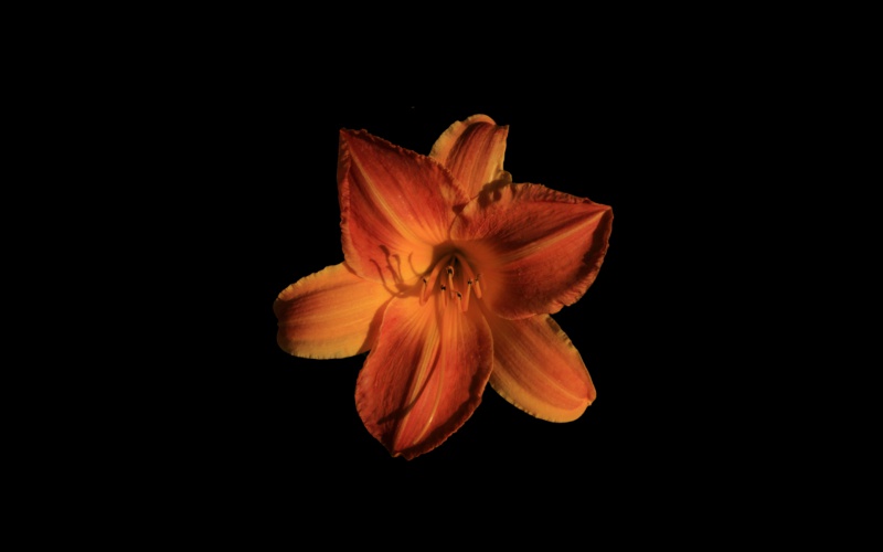 Orange Lily 1920 X 1200