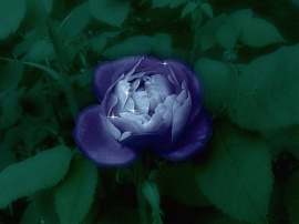 Iced blue rose