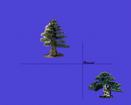 Bonsai
