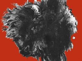 buffalo