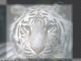 Tiger injection 2oo4