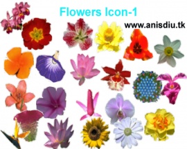 flowers-1