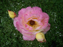 Pink Rose