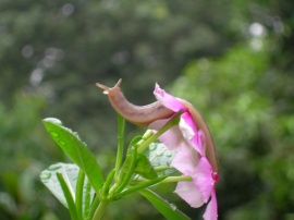A leech on a flower