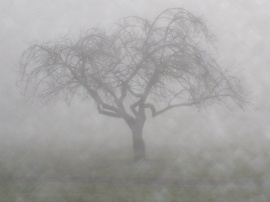 Cherry Tree in Fog