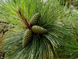 Pine cone Star