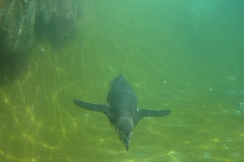 Great Penguin Dive!