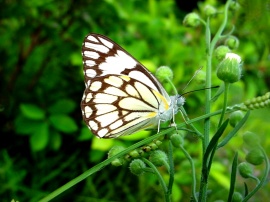 A Beautifull Buterfly