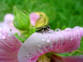 A little insect on a Flower