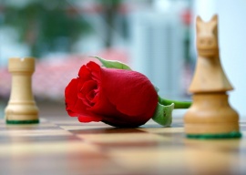 Rose on chess board