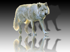 Wolf_mirror2