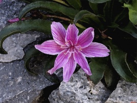 Garden Star in Pink