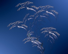 Tree of Life