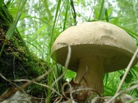 Mushroom / Forest