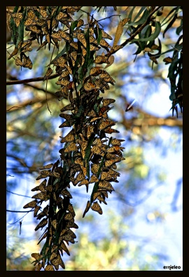 Monarch Butterfly III