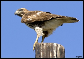 Hawk