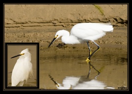 Double Snowy Egrets